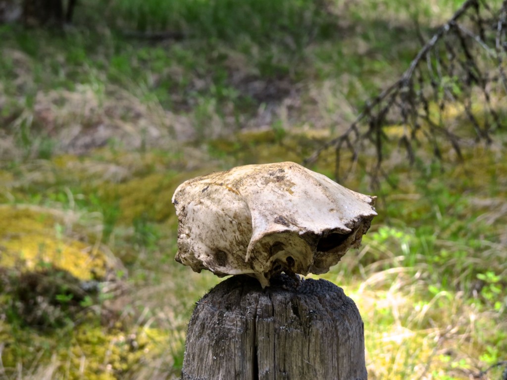 Mystery Skull