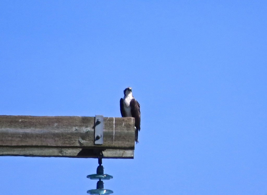 Osprey