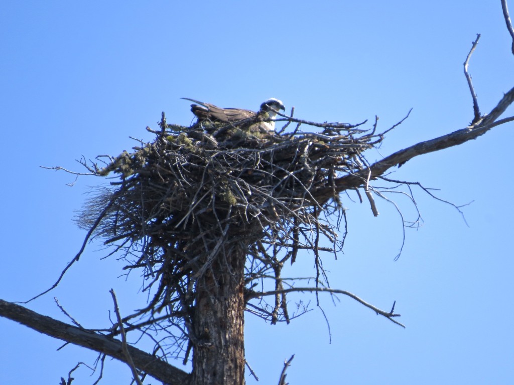 Osprey Lookalike