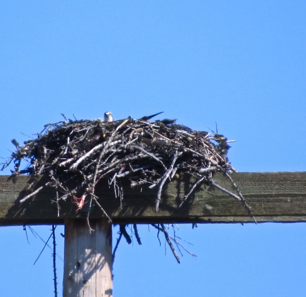 Osprey Nest