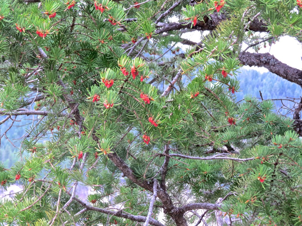 Pollen Cones on a Fir Tree