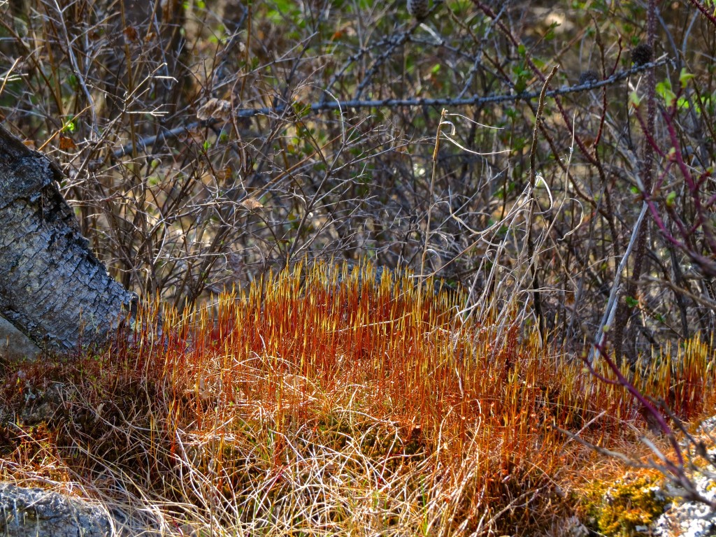 Porcupine Stump