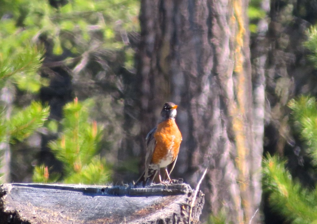 Skinny Robin