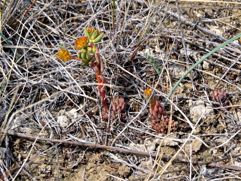 Stonecrop