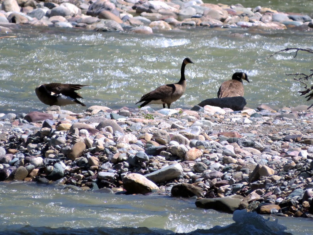 Threesome By the River