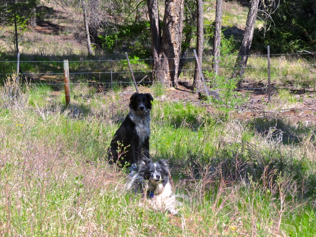 Toby & Lhasa