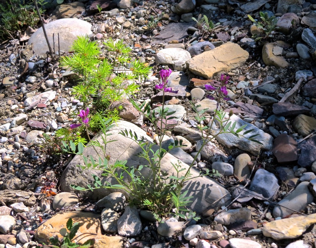 Wild Peas