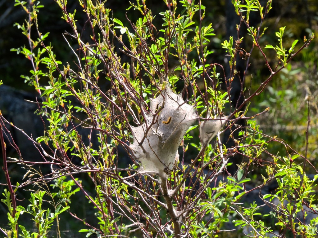 Wild Rose Tenting