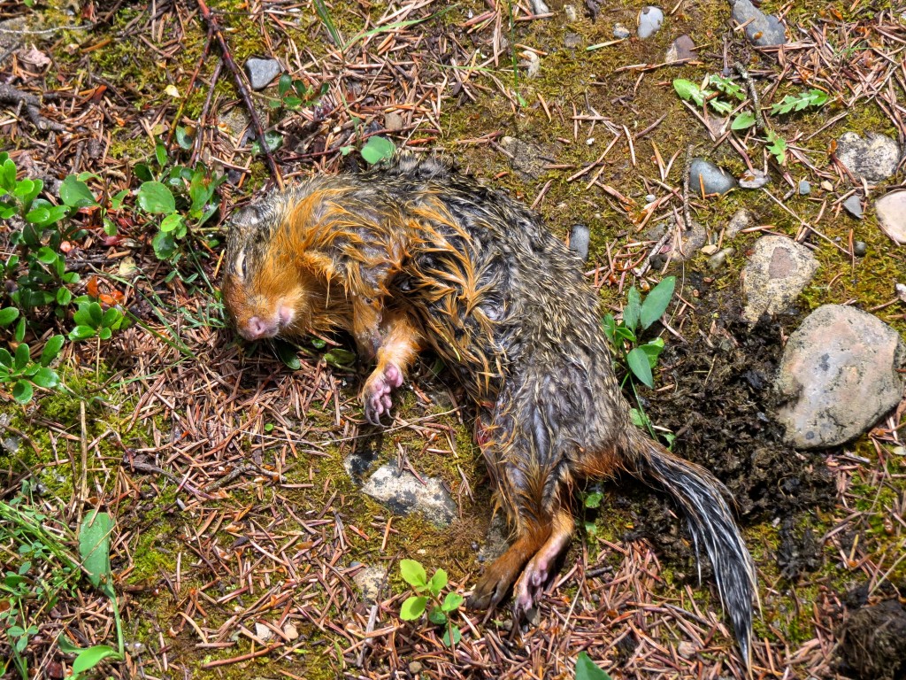 Columbia Ground Squirrel