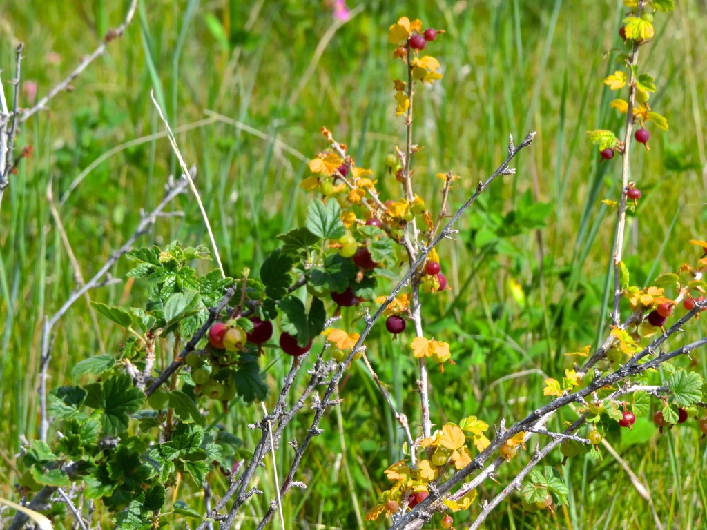 Gooseberries