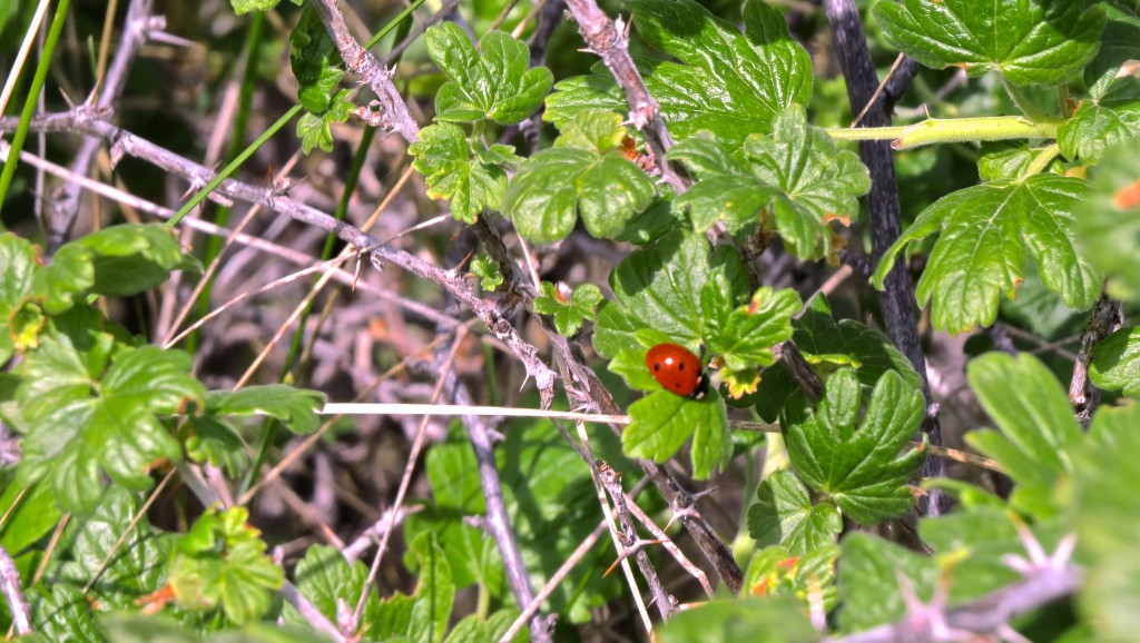 Lady Gooseberry