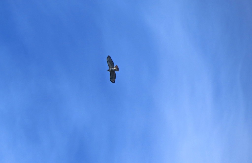 Master Red-Tail In Flight!