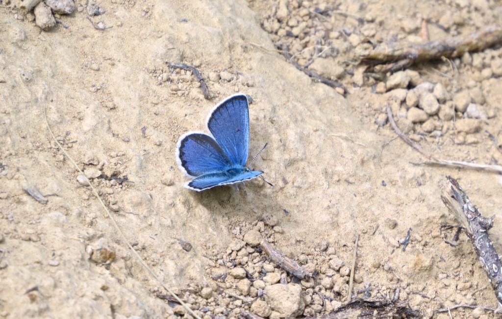 Mudsucker in Blue