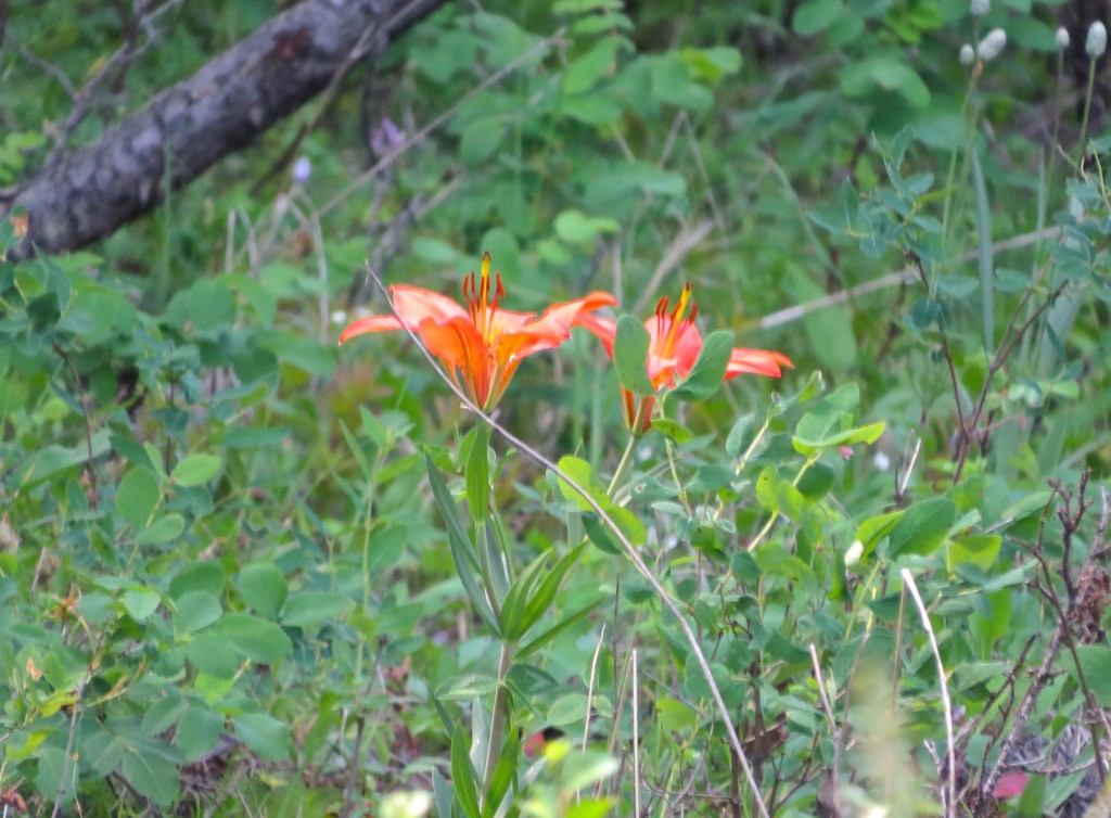 Tigers In the Tall Grass