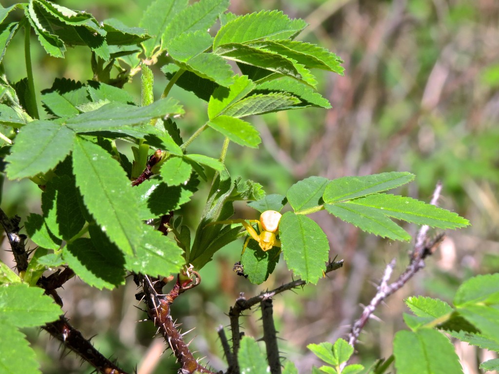 Yellow Spider