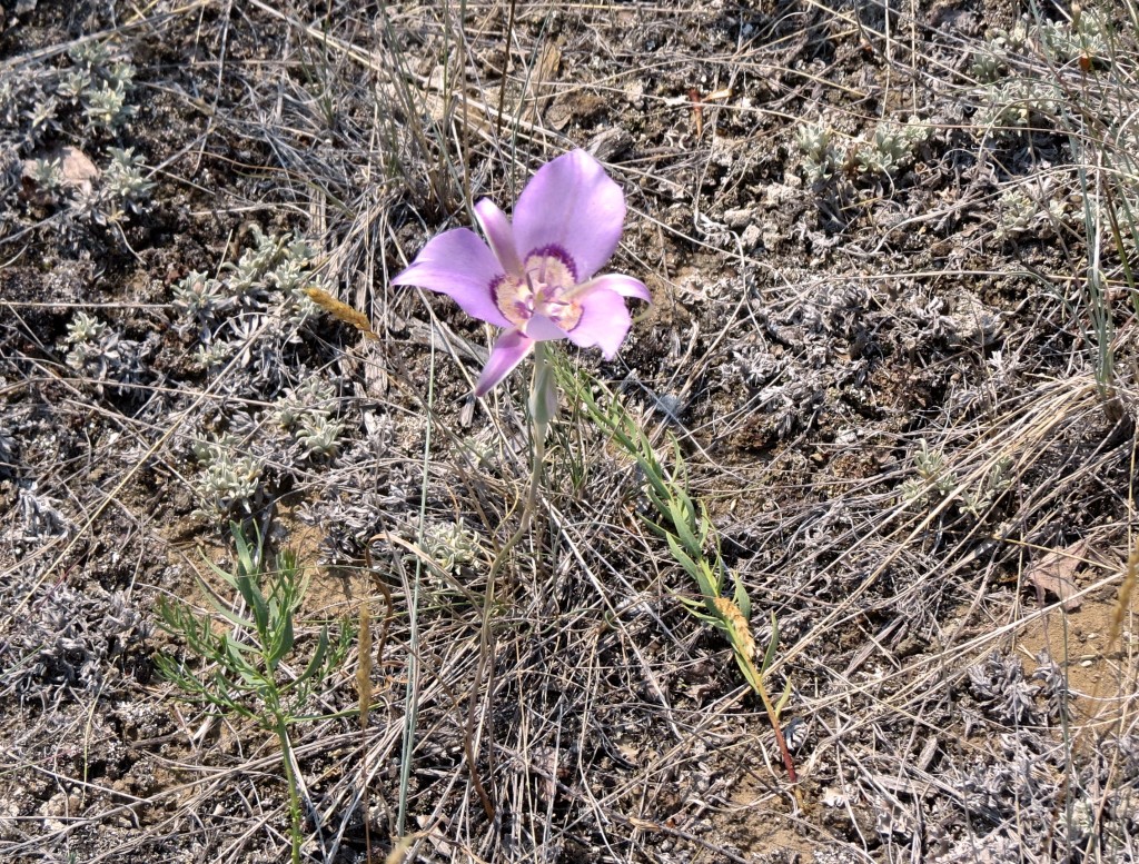 Mariposa Lily