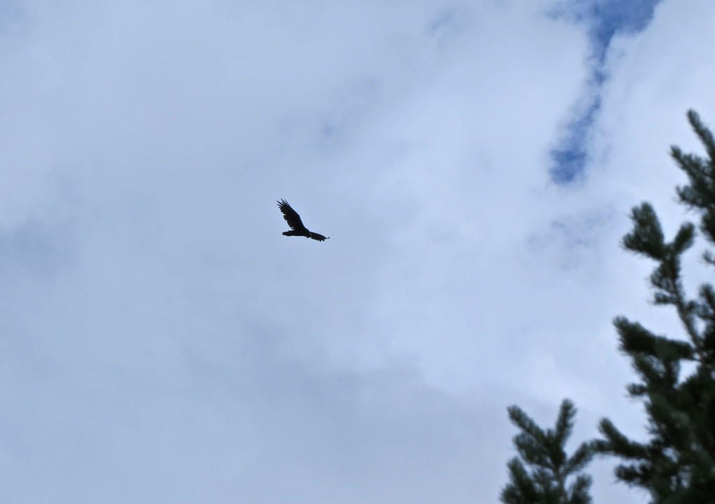 Totally Turkey Vulture