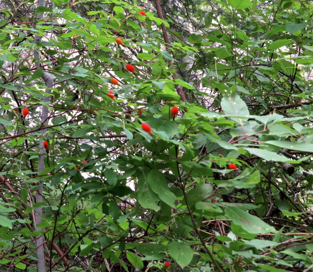 Rose Hips