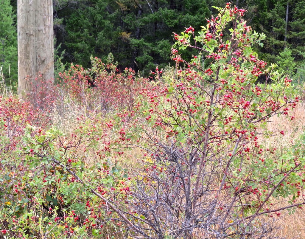 Rose Hips!