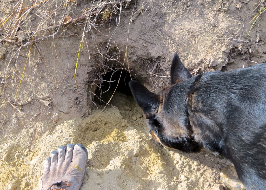 Sniffin' Around the Badger Hole