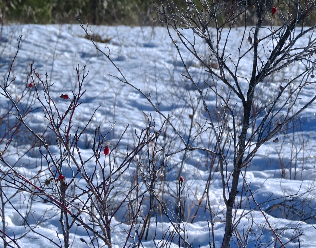 Winter Cache