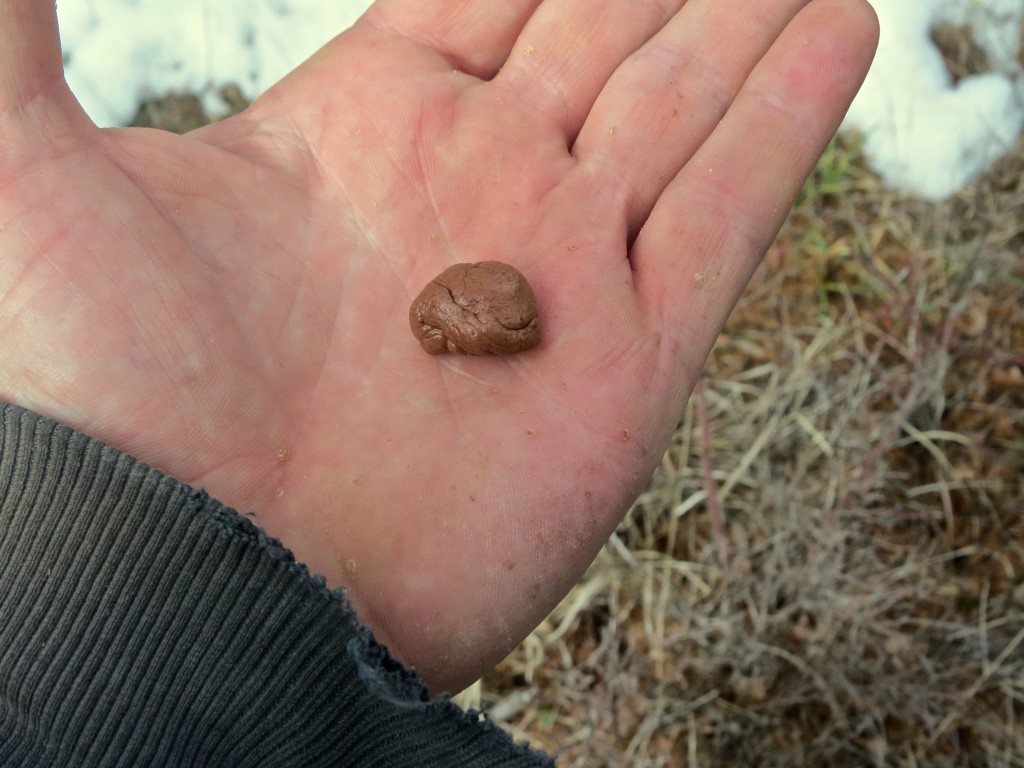 Chewed Larch Gum