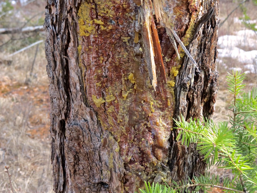 Wounded Larch